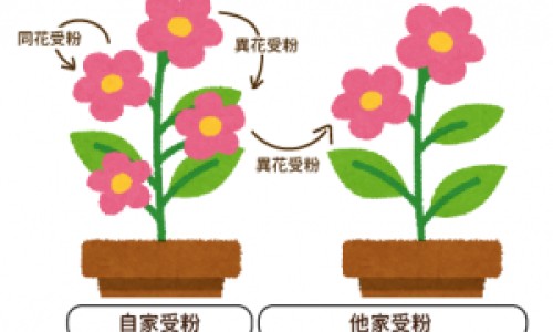 紫茶与紫鹃茶的区别是什么-紫鹃茶的口感、紫茶与紫鹃有什么区别 -紫茶与紫鹃茶的区别网